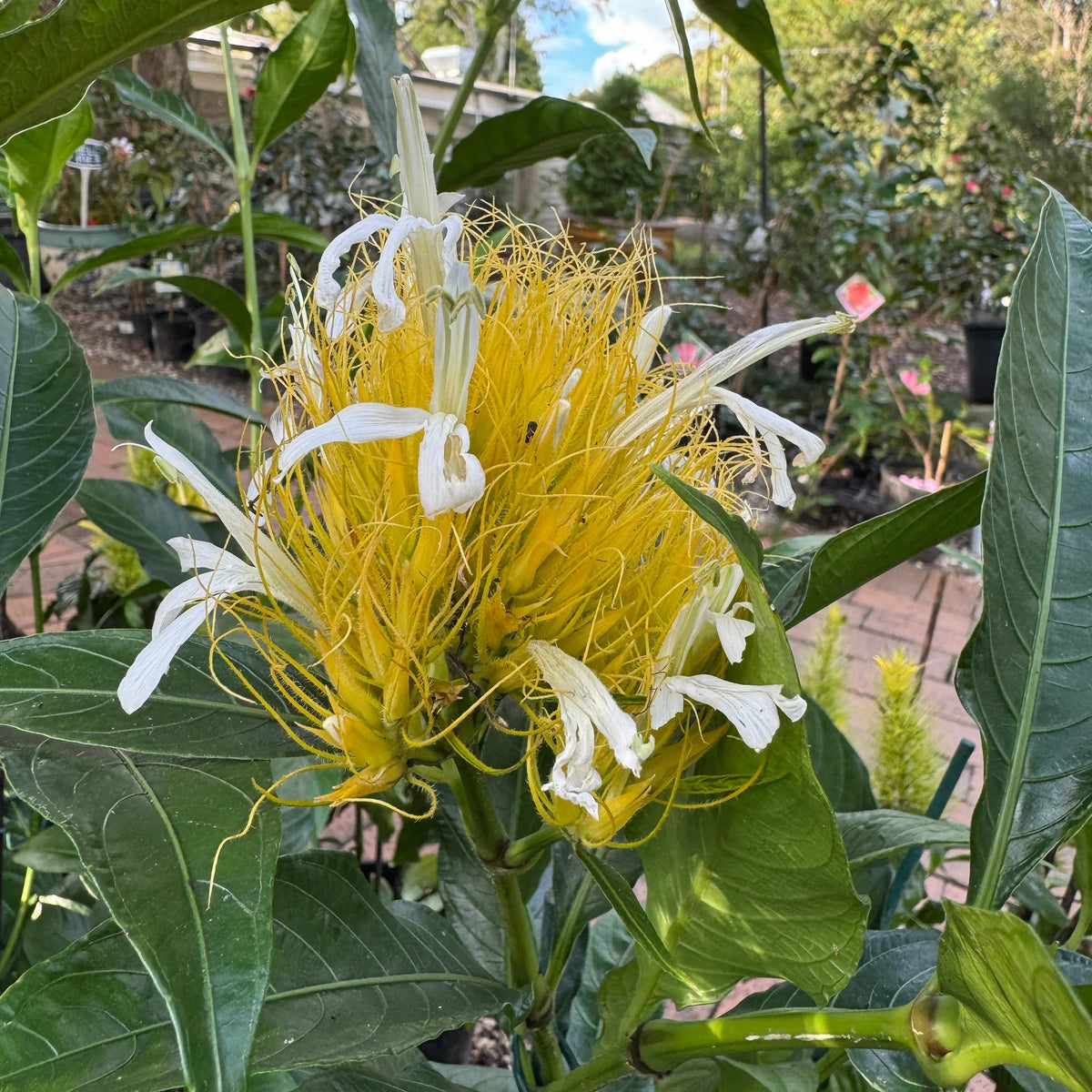 Bees Plant Hub Golden Plume (Schaueria flavicoma) Flowering Live Plant