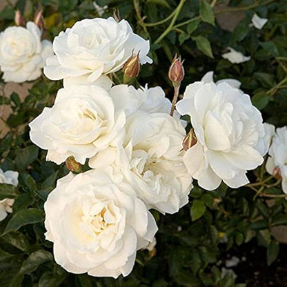 Bees Plant Hub White Rose Grafted Live Plant
