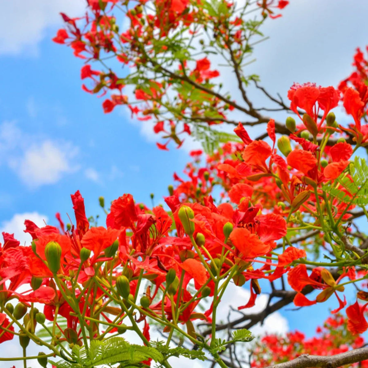 Bees Plant Hub Gulmohar/Royal Poinciana (Delonix regia) Live Plant