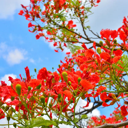 Bees Plant Hub Gulmohar/Royal Poinciana (Delonix regia) Live Plant