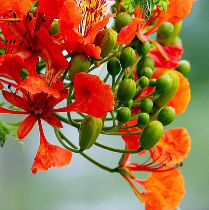 Bees Plant Hub Gulmohar/Royal Poinciana (Delonix regia) Live Plant