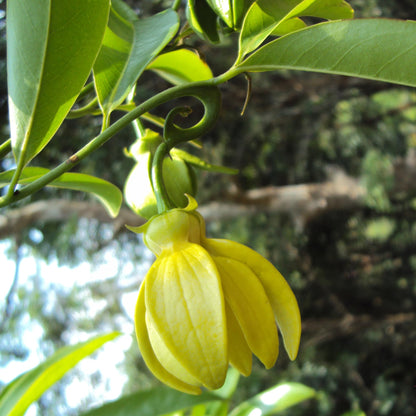 Bees Plant Hub Manoranjitham (Artabotrys hexapetalus) Hari Champa Layered Live Plant