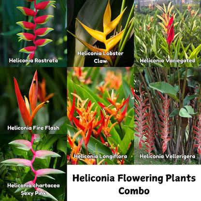 Bees Plant Hub Heliconia Flowering Plants Combo