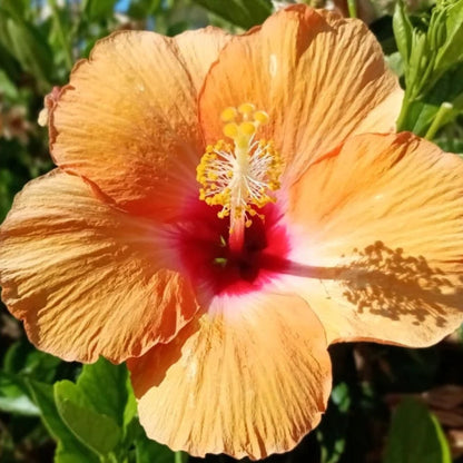 Bees Plant Hub Hibiscus Orange Double Shade Hybrid Flowering Live Plant