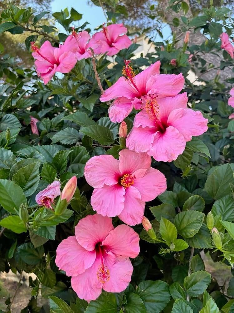 Bees Plant Hub Hibiscus Pink Hybrid All Time Flowering Live Plant