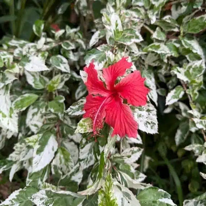Bees Plant Hub Variegated Hibiscus with Red Flowering Live Plant