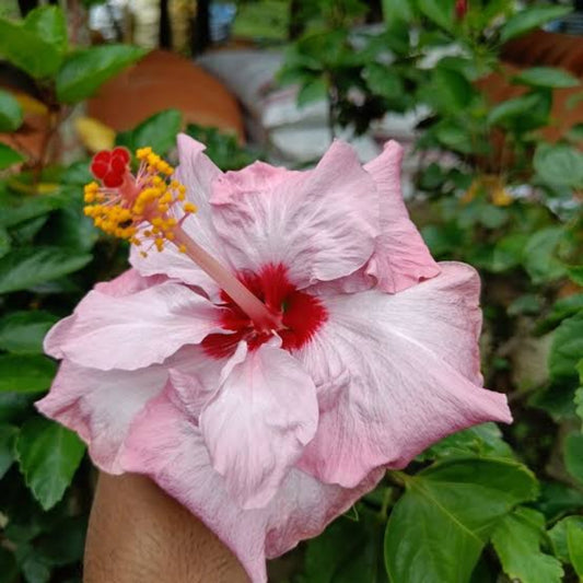 Bees Plant Hub Hibiscus Pink and White Double Shade Hybrid Flowering Live Plant