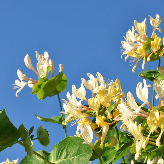 Bees Plant Hub Honeysuckle (Madhumathi) Flowering Live Plant