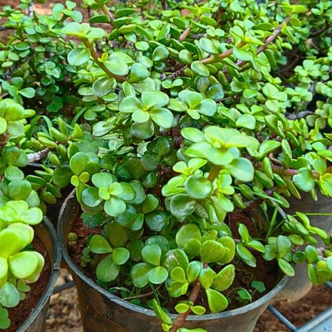 Bees Plant Hub Mini Jade | Indoor Plant