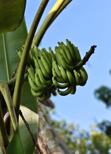 Bees Plant Hub Kaveri Banana(Pisang Lilin) Live Plant