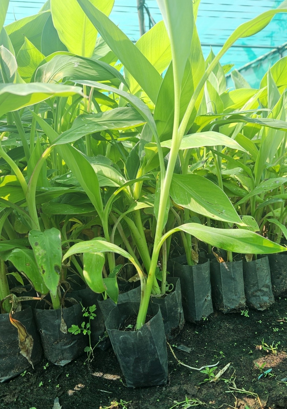 Bees Plant Hub Kaveri Banana(Pisang Lilin) Live Plant