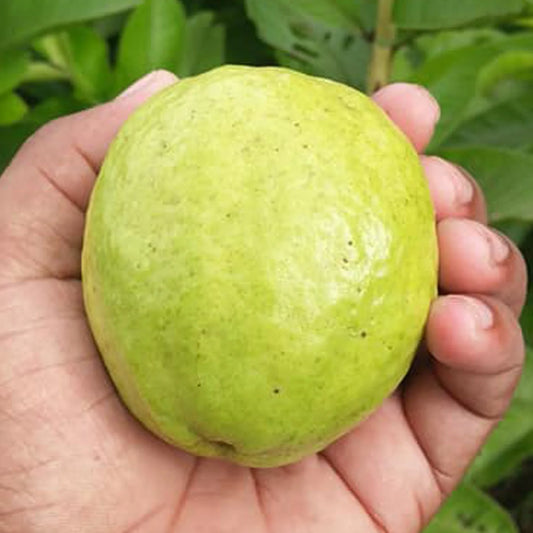 Bees Plant Hub L 49 Guava Live Plant