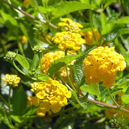 Bees Plant Hub Lantana Yellow (Tick Berry) All Time Flowering Live Plant