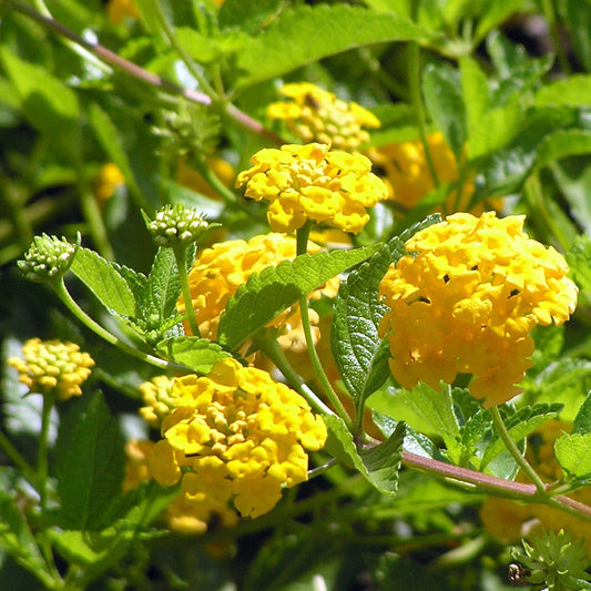 Bees Plant Hub Lantana Yellow (Tick Berry) All Time Flowering Live Plant
