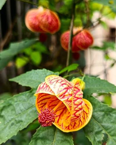 Bees Plant Hub Lantern Hibiscus Tiger Flowering Live Plant