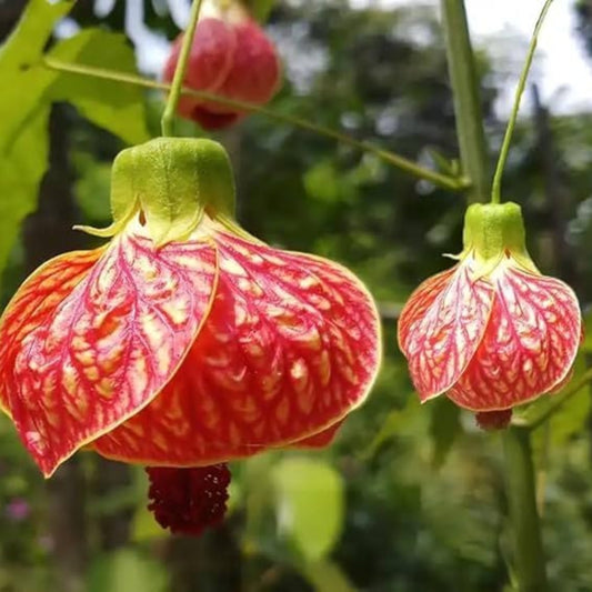 Bees Plant Hub Lantern Hibiscus Tiger Flowering Live Plant