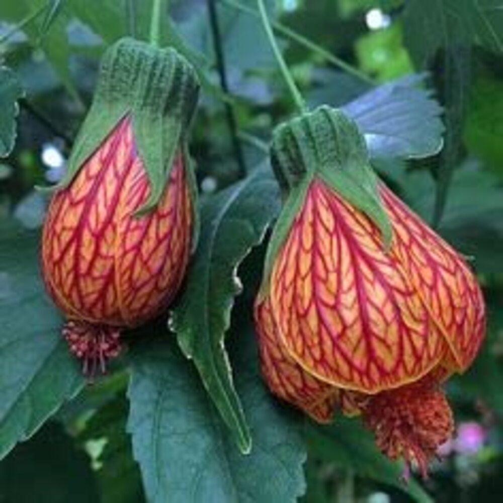 Bees Plant Hub Lantern Hibiscus Tiger Flowering Live Plant