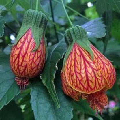 Bees Plant Hub Lantern Hibiscus Tiger Flowering Live Plant