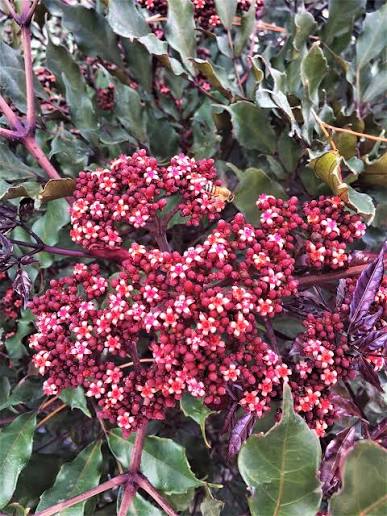 Bees Plant Hub Leea Coccinea (Rubra) Burgundy Ornamental Live Plant