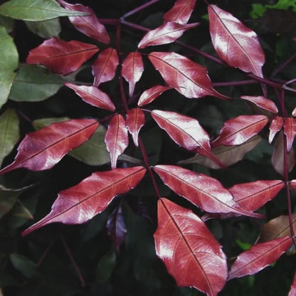 Bees Plant Hub Leea Coccinea (Rubra) Burgundy Ornamental Live Plant
