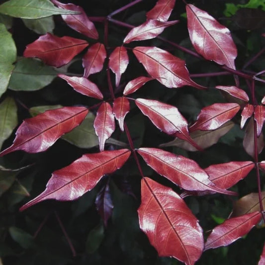 Bees Plant Hub Leea Coccinea (Rubra) Burgundy Ornamental Live Plant