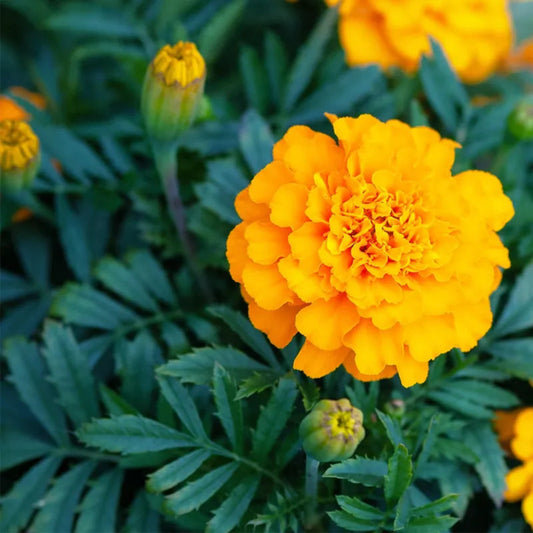 Bees Plant Hub Light Orange Marigold All Time Flowering Live Plant