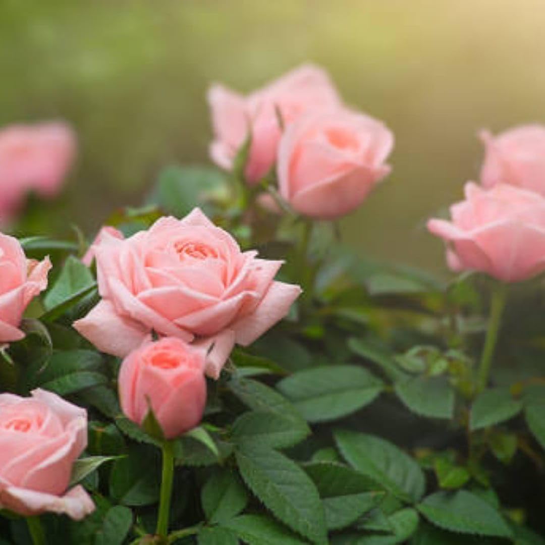 Bees Plant Hub Light Peach Rose Grafted Live Plant