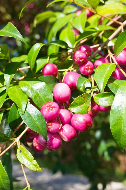 Bees Plant Hub Red Lilly Pilly (Syzygium australe) Ornamental Live Plant
