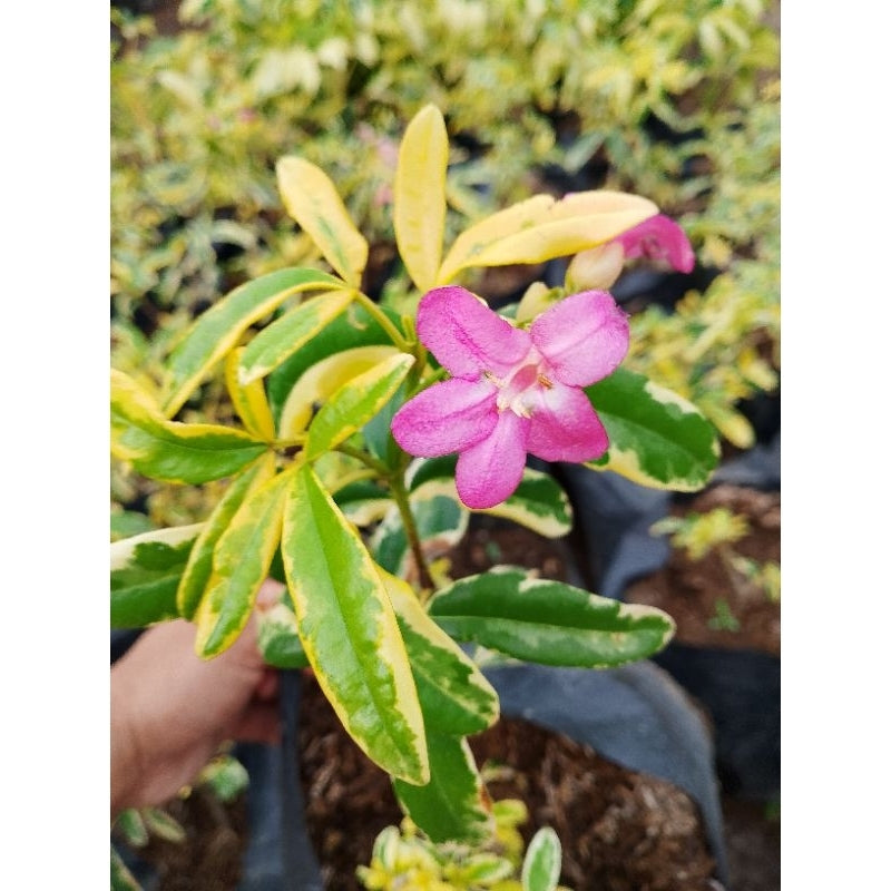 Bees Plant Hub Variegated Lavinia (Pink Flower) All Time Flowering Live Plant