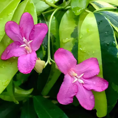 Bees Plant Hub Variegated Lavinia (Pink Flower) All Time Flowering Live Plant