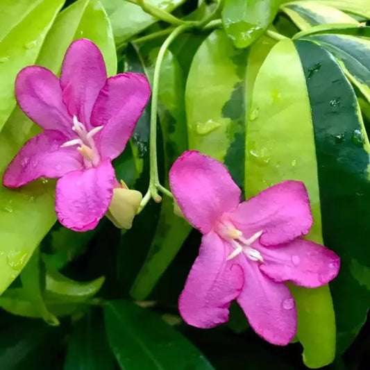 Bees Plant Hub Variegated Lavinia (Pink Flower) All Time Flowering Live Plant