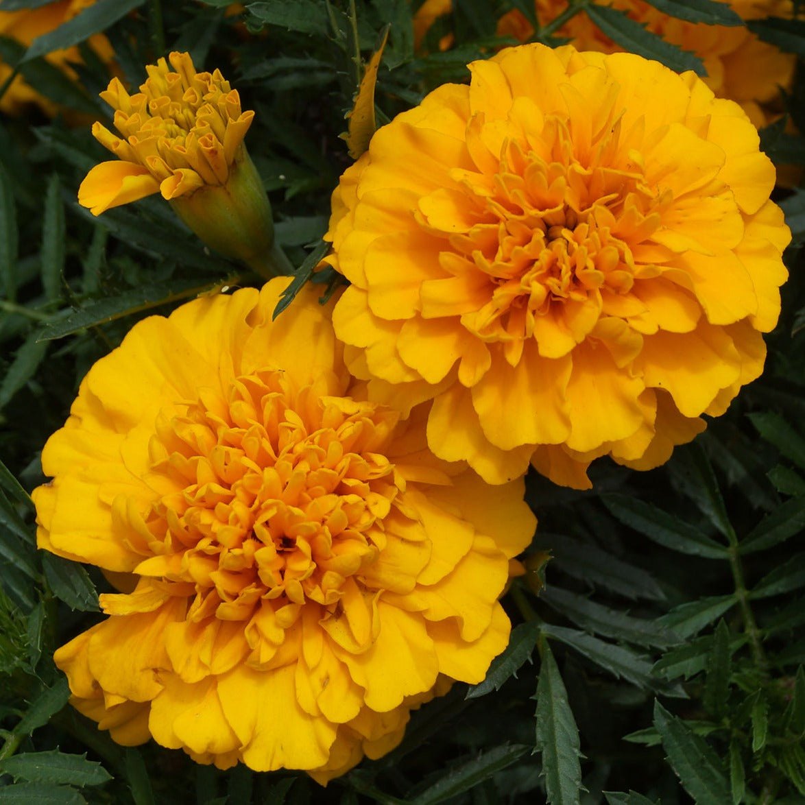 Bees Plant Hub Light Orange Marigold All Time Flowering Live Plant