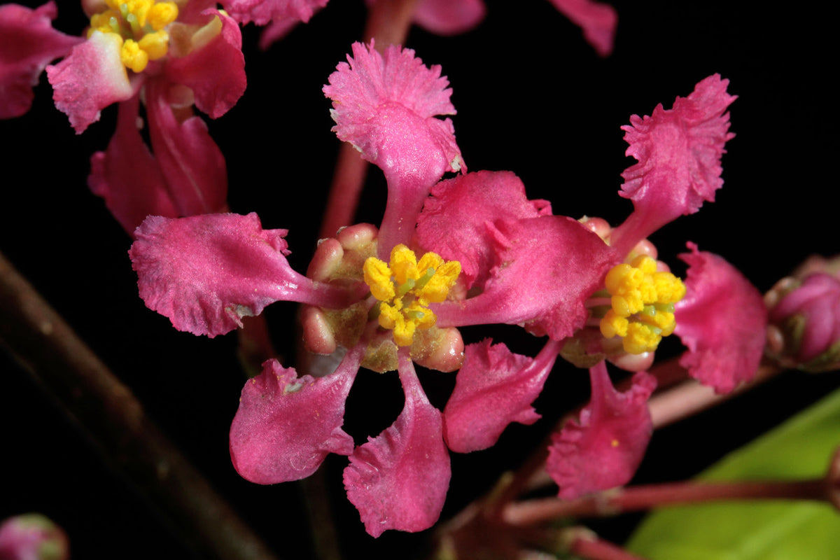 Bees Plant Hub Malpighia Glabra Pink Flowering Live Plant