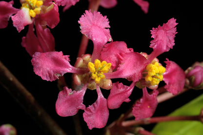 Bees Plant Hub Malpighia Glabra Pink Flowering Live Plant