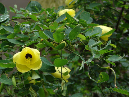 Bees Plant Hub Mandaram Yellow (Bauhinia tomentosa) Rare Flowering Live Plant