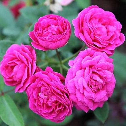 Bees Plant Hub Miniature Dark Pink Button Rose Live Plant