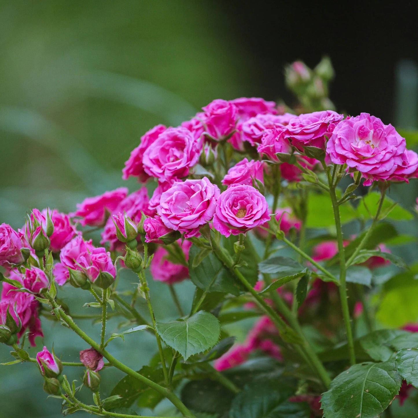 Bees Plant Hub Miniature Dark Pink Button Rose Live Plant