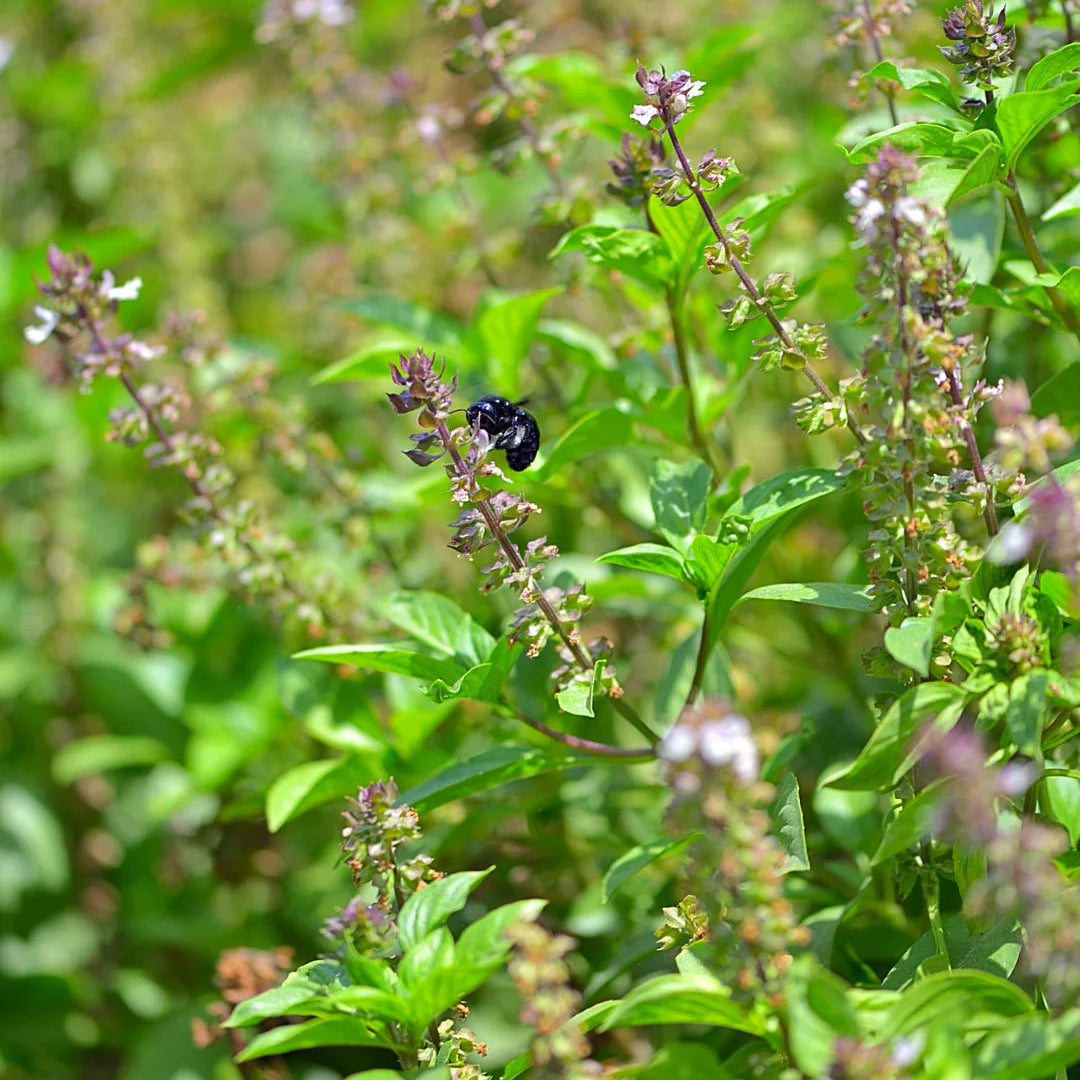 Bees Plant Hub Mini Rama Tulsi (African Basil) Medicinal Live Plant