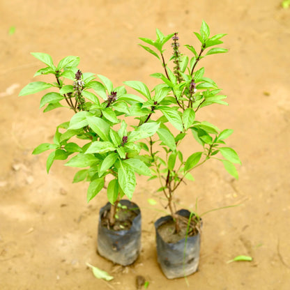 Bees Plant Hub Mini Rama Tulsi (African Basil) Medicinal Live Plant