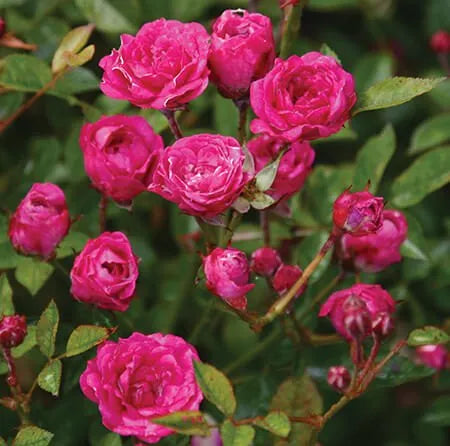 Bees Plant Hub Miniature Dark Pink Button Rose Live Plant
