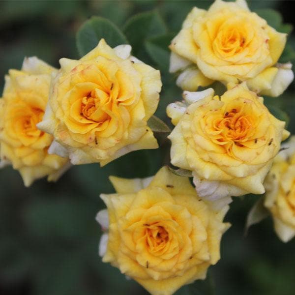 Bees Plant Hub Miniature Yellow Rose Live Plant