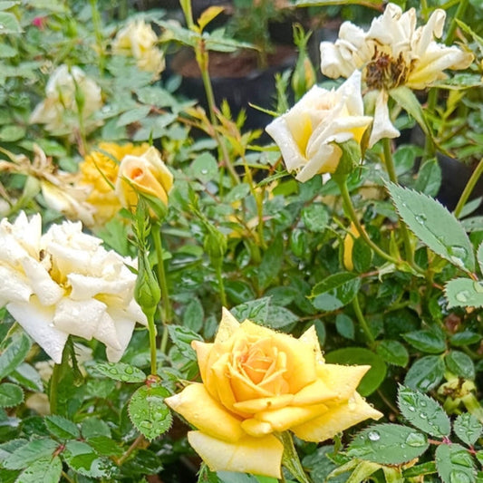 Bees Plant Hub Miniature Yellow Rose Live Plant