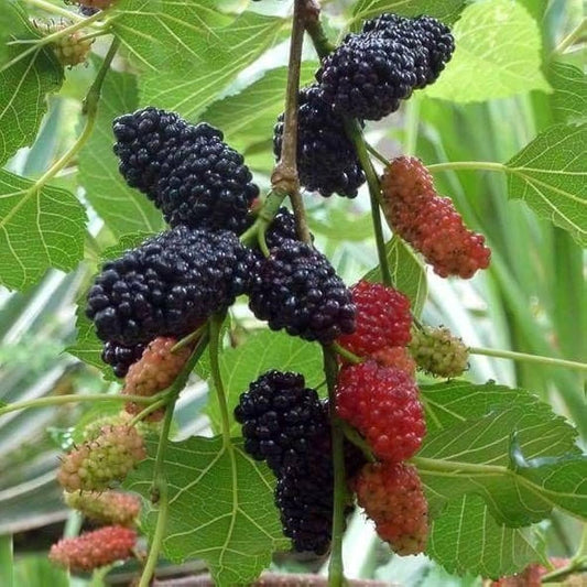Bees Plant Hub Mulberry Well Rooted Live Plant