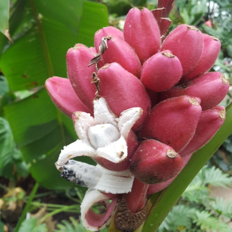 Bees Plant Hub Musa velutina (Pink Banana) Rare Live Plant