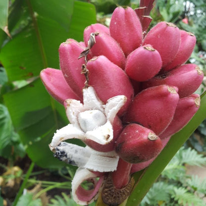 Bees Plant Hub Musa velutina (Pink Banana) Rare Live Plant
