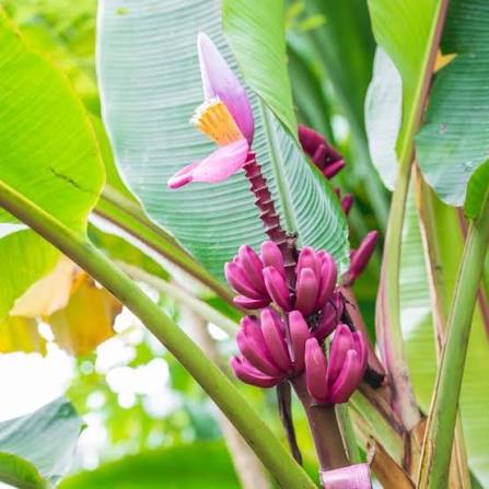 Bees Plant Hub Musa velutina (Pink Banana) Rare Live Plant