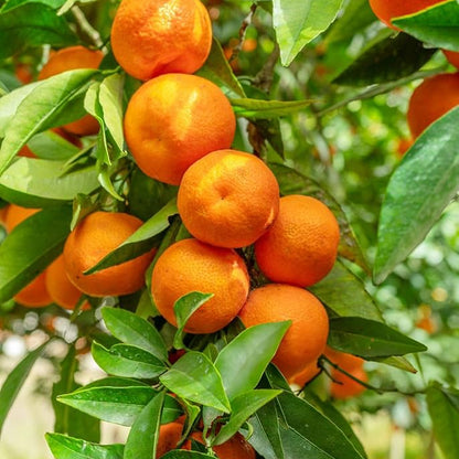 Bees Plant Hub Nagpur Orange Grafted Live Plant