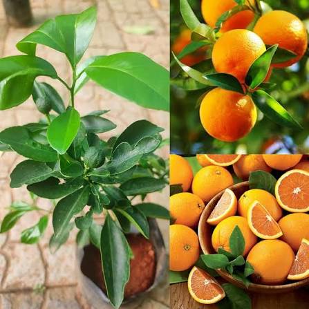 Bees Plant Hub Nagpur Orange Grafted Live Plant
