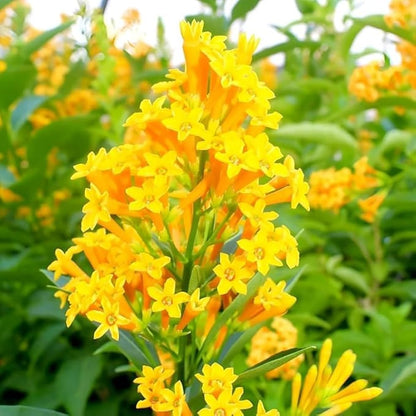 Bees Plant Hub Night Blooming Jasmine Yellow (Cestrum nocturnum) Flowering Live Plant