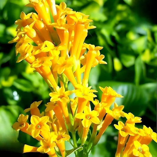Bees Plant Hub Night Blooming Jasmine Yellow (Cestrum nocturnum) Flowering Live Plant